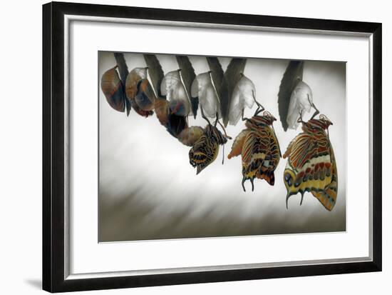 Emergence-Jimmy Hoffman-Framed Photographic Print