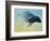 Emerging, 2003-Mark Adlington-Framed Giclee Print