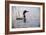 Emerging Loon-Wilhelm Goebel-Framed Giclee Print