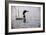 Emerging Loon-Wilhelm Goebel-Framed Giclee Print