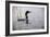 Emerging Loon-Wilhelm Goebel-Framed Giclee Print