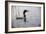 Emerging Loon-Wilhelm Goebel-Framed Giclee Print