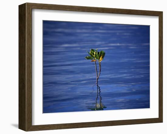 Emerging Mangrove, Seychelles-Mark Hannaford-Framed Photographic Print