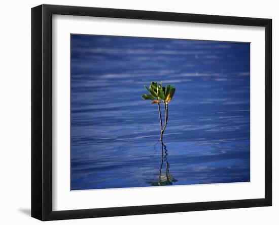 Emerging Mangrove, Seychelles-Mark Hannaford-Framed Photographic Print