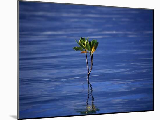 Emerging Mangrove, Seychelles-Mark Hannaford-Mounted Photographic Print