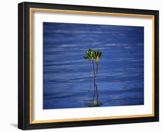 Emerging Mangrove, Seychelles-Mark Hannaford-Framed Photographic Print