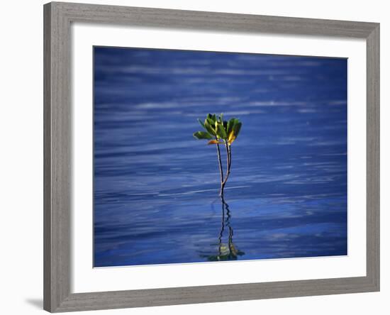 Emerging Mangrove, Seychelles-Mark Hannaford-Framed Photographic Print