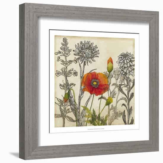 Emerging Poppy-Megan Meagher-Framed Art Print