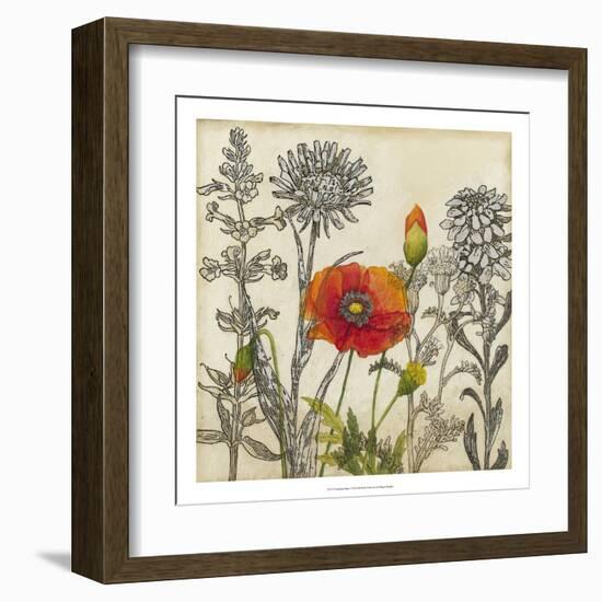 Emerging Poppy-Megan Meagher-Framed Art Print