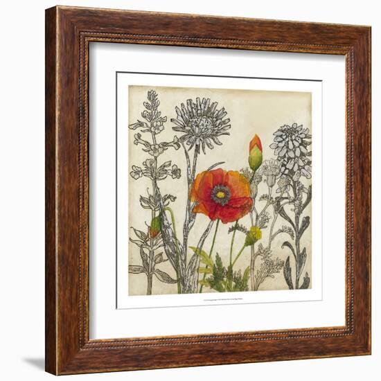 Emerging Poppy-Megan Meagher-Framed Art Print