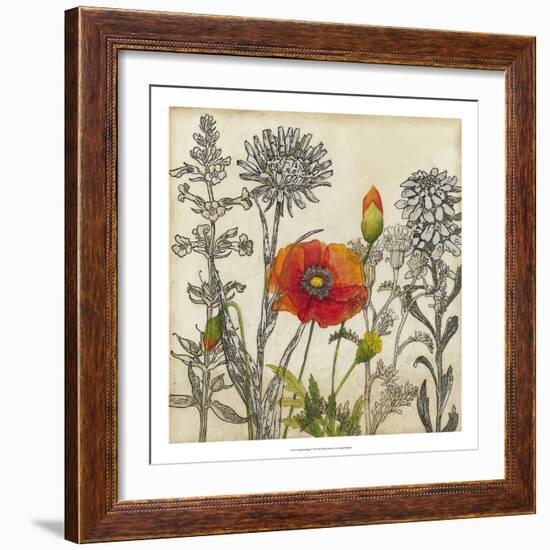 Emerging Poppy-Megan Meagher-Framed Art Print