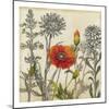 Emerging Poppy-Megan Meagher-Mounted Art Print