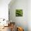 Emerging Spring Green Leaves-Anna Miller-Photographic Print displayed on a wall