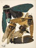 Detail from Plate 17 from Insectes, Pub. 1930'S (Pochoir Print)-Émile-Allain Séguy-Framed Giclee Print