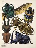 Detail from Plate 17 from Insectes, Pub. 1930'S (Pochoir Print)-Émile-Allain Séguy-Framed Giclee Print