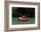 Emily Kayaking-null-Framed Photographic Print