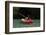 Emily Kayaking-null-Framed Photographic Print