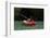 Emily Kayaking-null-Framed Photographic Print