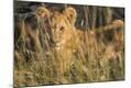 Premium Photographic Print