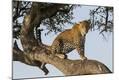 Premium Photographic Print