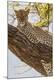 Premium Photographic Print