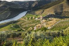 Douro Valley, Douro River, Porto. Valley Is Lined with Steeply Sloping Hills and Vineyards-Emily Wilson-Photographic Print