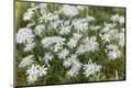 Premium Photographic Print