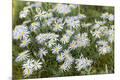 Premium Photographic Print