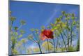 Premium Photographic Print