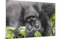 Premium Photographic Print