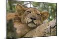 Premium Photographic Print