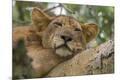 Premium Photographic Print