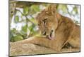Premium Photographic Print