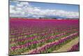 Premium Photographic Print