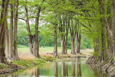 Waring, Texas, USA. Trees along the Guadalupe River in the Texas Hill Country.-Emily Wilson-Photographic Print