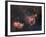 Emission Nebulae IC 1848 And IC 1805-Davide De Martin-Framed Photographic Print