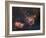 Emission Nebulae IC 1848 And IC 1805-Davide De Martin-Framed Photographic Print