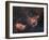 Emission Nebulae IC 1848 And IC 1805-Davide De Martin-Framed Photographic Print