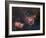 Emission Nebulae IC 1848 And IC 1805-Davide De Martin-Framed Photographic Print