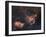 Emission Nebulae IC 1848 And IC 1805-Davide De Martin-Framed Photographic Print