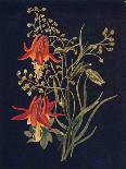 'Scarlet Fritillaria',  c1915, (1915)-Emma Graham Clock-Framed Giclee Print