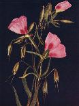 'Scarlet Fritillaria',  c1915, (1915)-Emma Graham Clock-Framed Giclee Print