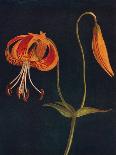 'Leopard Lily',  c1915, (1915)-Emma Graham Clock-Giclee Print