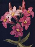 'Leopard Lily',  c1915, (1915)-Emma Graham Clock-Giclee Print