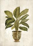 Classical Botanical - Noir-Emma Hill-Giclee Print