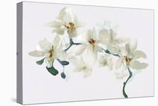 Wild Orchid - Bloom-Emma Violet-Stretched Canvas