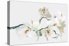 Wild Orchid - Bloom-Emma Violet-Stretched Canvas