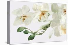 Wild Orchid - Bloom-Emma Violet-Stretched Canvas