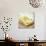 Emmental Cheese-David Munns-Photographic Print displayed on a wall