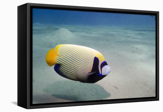 Emperor Angelfish (Pomacanthus Imperator) Close to Sandy Seabed-Mark Doherty-Framed Premier Image Canvas